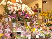 「ちぐさえん」　（北海道室蘭市）の花屋店舗写真2